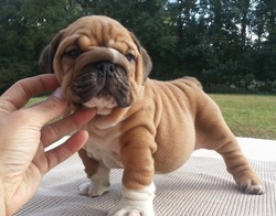 Champion Sired English Bulldog Puppies For Sale Show Potential