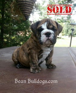 Champion SIred AKC English Bulldog Puppies