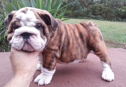 AKC Champion Sired English Bulldog Puppies For Sale