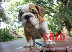 Champion SIred AKC English Bulldog Puppies