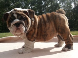 AKC Champion Sired English Bulldog Puppies For Sale