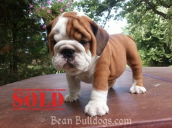 Champion SIred AKC English Bulldog Puppies