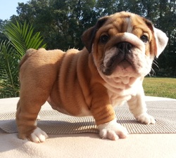 Champion Sired English Bulldog Puppies For Sale