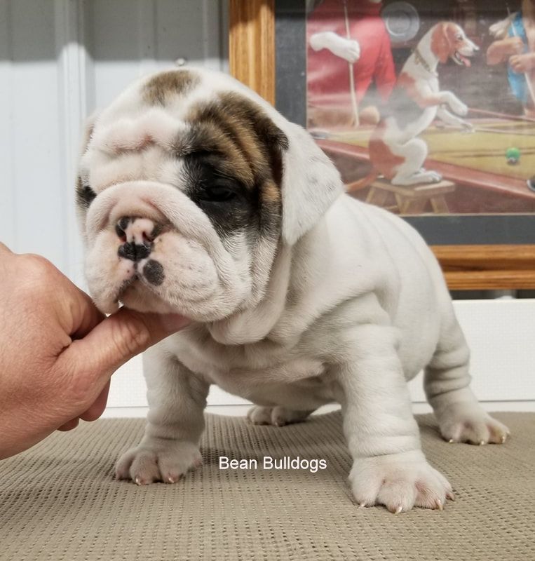 beanbulldogs.com