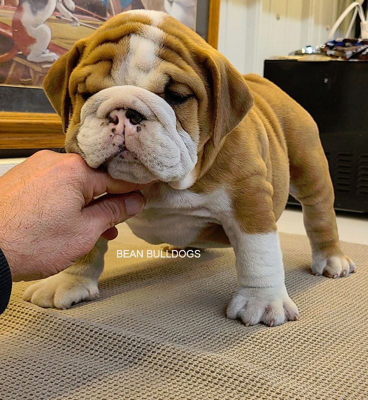 beanbulldogs.com