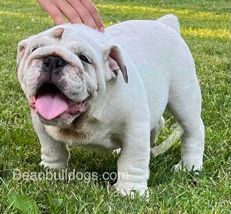 beanbulldogs.com