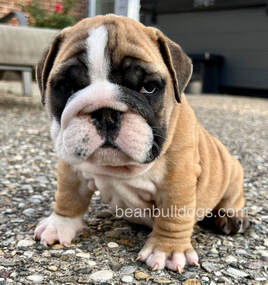 beanbulldogs.com